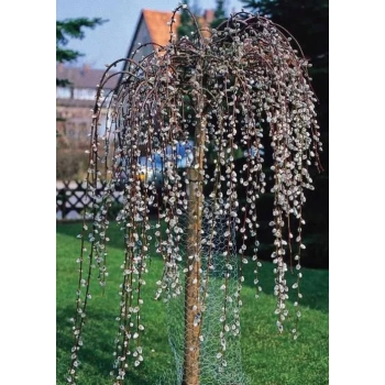 WIERZBA IWA Pendula zwisajaca Pakiet 5 sztuk żywopłot - sadzonki 140 / 160 cm